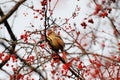 Northern Cardinal