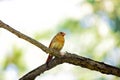 Northern Cardinal (Cardinalis cardinalis) in Central Park, New York