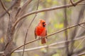 Northern Cardinal (Cardinalis cardinalis) in Central Park, New York