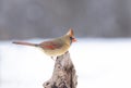 Northern Cardinal - Cardinalis cardinalis female perched on a snow covered branch in winter Royalty Free Stock Photo