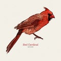 The northern cardinal Cardinalis cardinalis. Hand draw sketch vector