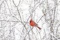 A Northern Cardinal - Cardinalis cardinalis perched on a snow covered branch on a cold dark autumn morning in Canada