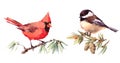 Northern Cardinal and Chickadee Birds Watercolor Illustration Set Hand Drawn