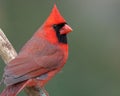 Northern Cardinal Closeup Royalty Free Stock Photo