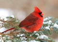 Beautiful male northern cardinal