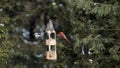 Northern Cardinal and Dark-Eyed Junco in Flight Royalty Free Stock Photo