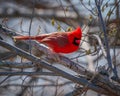 Northern Cardinal in Early Spring