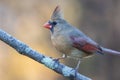 Northern Cardinal female closeup perched facing left with golden fall foliage background