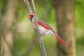 Northern Cardinal, Female