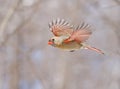 Northern Cardinal female flying, Quebec Royalty Free Stock Photo