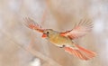 Northern Cardinal female flying with snowy trees on the background