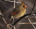 Northern Cardinal