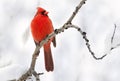 Northern Cardinal female sitting on a branch in winter  Quebec Royalty Free Stock Photo