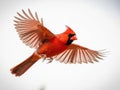 Northern cardinal in flight, isolated on white background Royalty Free Stock Photo