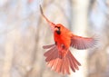 Northern Cardinal flying, Quebec