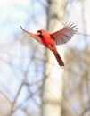 Northern Cardinal flying, Quebec