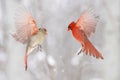 Northern Cardinal flying with snow background, Quebec Royalty Free Stock Photo