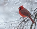 Northern Cardinal on Icy tree Royalty Free Stock Photo