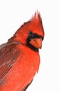 Northern Cardinal Isolated Royalty Free Stock Photo