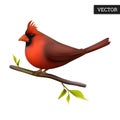 Northern cardinal isolated on a white background. Realistic Cardinalis cardinalis. Royalty Free Stock Photo