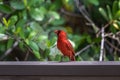 Northern Cardinal, J.N. Ding Darling National Wildlife Refug Royalty Free Stock Photo