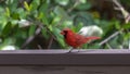 Northern Cardinal, J.N. Ding Darling National Wildlife Refug Royalty Free Stock Photo