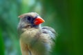 Female northern cardinal bird hidden between blurry green jungle forest leaves