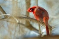 Northern Cardinal male