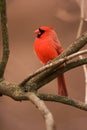 Northern Cardinal Male Royalty Free Stock Photo