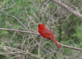 Northern Cardinal male cardinalis cardinalis