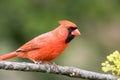 Northern Cardinal male perched on aged branch closeup Royalty Free Stock Photo