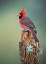 Northern Cardinal Royalty Free Stock Photo