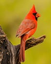 Northern Cardinal male displays beautiful red plumage Royalty Free Stock Photo