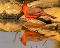 Northern Cardinal male drinks at water hole Royalty Free Stock Photo