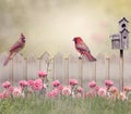 Northern Cardinal Male and Female Royalty Free Stock Photo