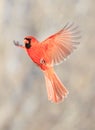 Northern Cardinal male flying on grey background Royalty Free Stock Photo
