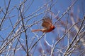 Northern Cardinal Male Flying in Spring