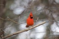 Northern Cardinal Male  Front on Royalty Free Stock Photo