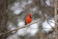 Northern Cardinal Male Looking Around