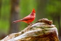 Northern Cardinal Male.