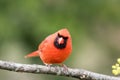 Northern Cardinal male perched on aged branch closeup Royalty Free Stock Photo