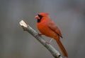 Northern Cardinal male perched on branch gray background Royalty Free Stock Photo