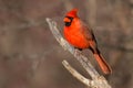 Northern Cardinal - Cardinalis cardinalis Royalty Free Stock Photo