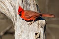 Northern Cardinal - Cardinalis cardinalis Royalty Free Stock Photo