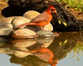 Northern Cardinal male perches on rock at water hole Royalty Free Stock Photo