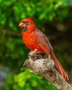 Northern Cardinal male poses proudly on tree branch Royalty Free Stock Photo