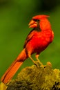 Northern Cardinal male poses on tree stump during spring Royalty Free Stock Photo