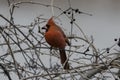 Northern Cardinal Male Royalty Free Stock Photo