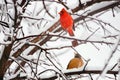 Northern Cardinal Male with a Robin in the Snow