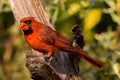 Male Northern Cardinal pauses on tree limb Royalty Free Stock Photo